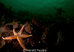 colourful seastar in the dark fjord by Harald Fauske 